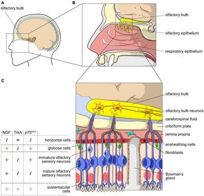 Nerve Growth Factor Biodelivery: A Limiting Step in Moving Toward Extensive Clinical Application?